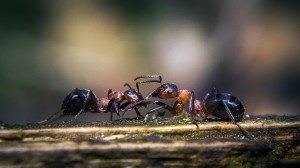 DIY Ant Control
