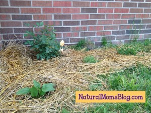 Organic flower garden