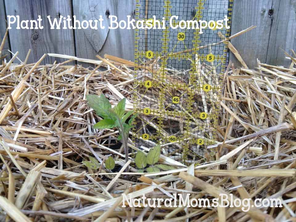 bokashi compost experiment plant without bokashi