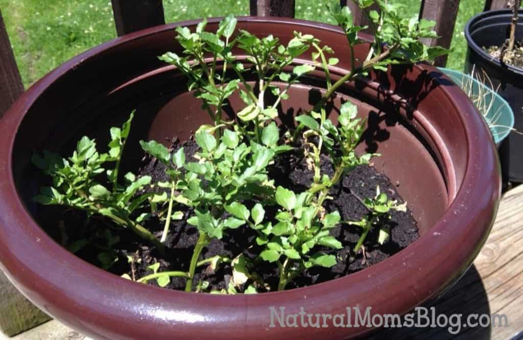 growing watercress at home in container