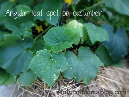 cucumber-angular-leaf-spot