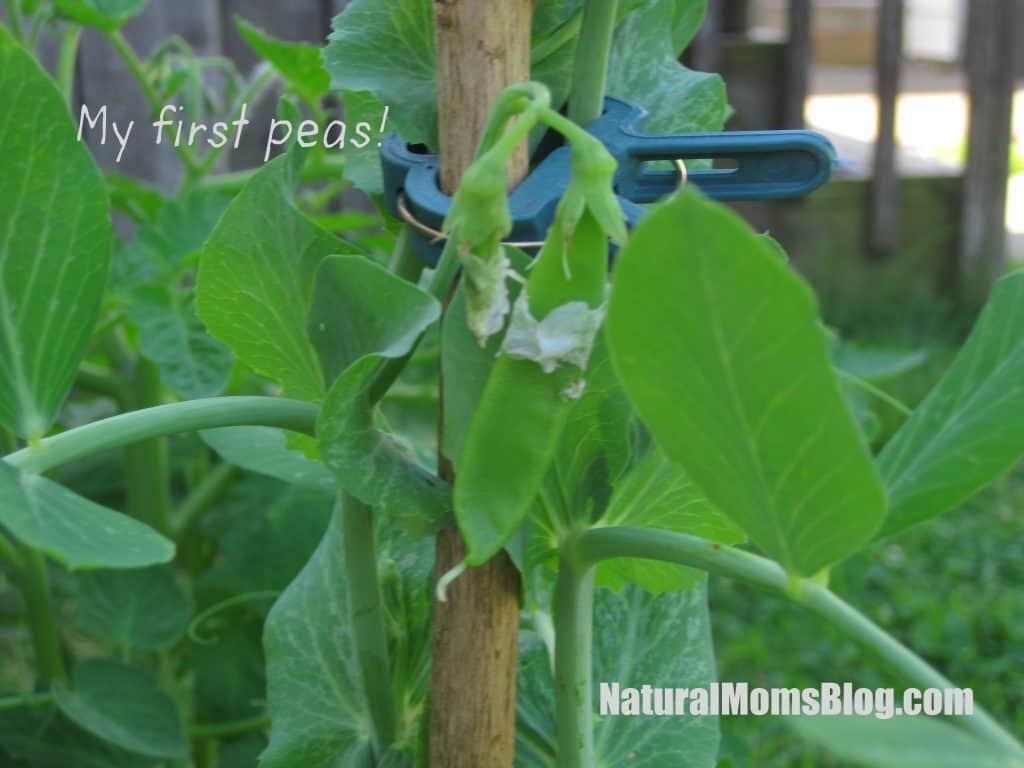 Food4Wealth first harvest of organic peas