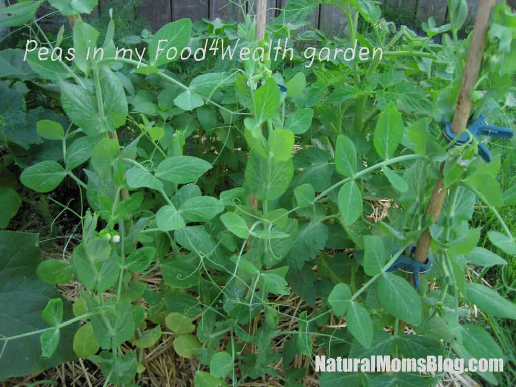 food4wealth organic garden peas