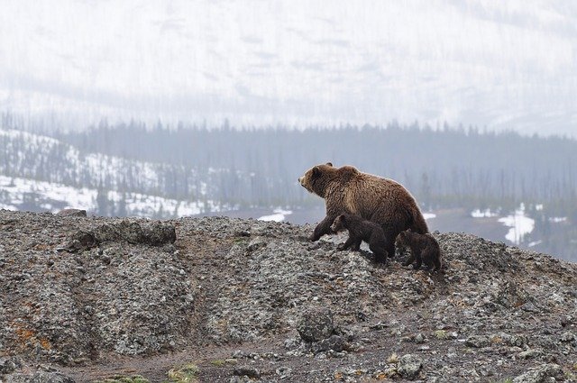 Alaska bears