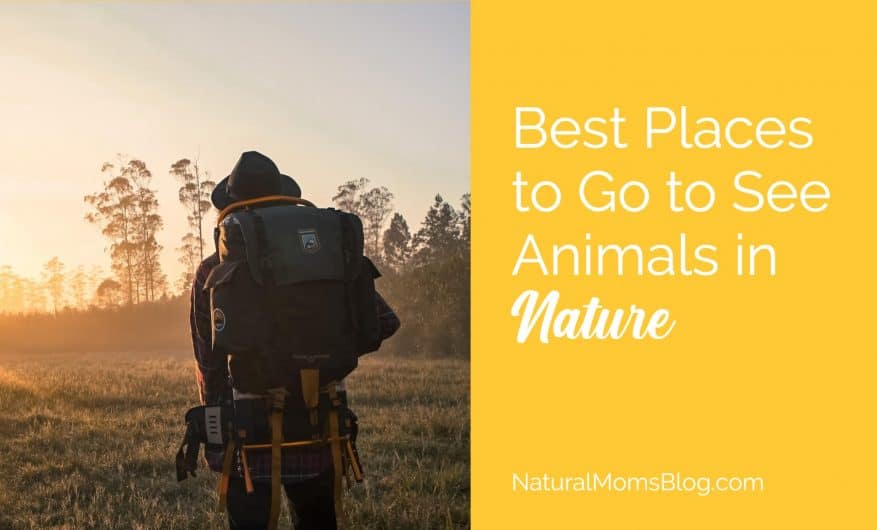 See animals in nature