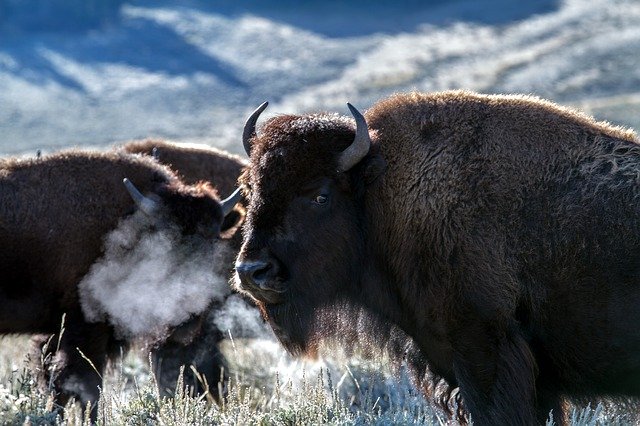 Bison in Yellowstone National Park