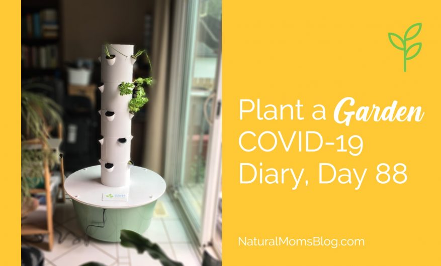 covid-19-plant-garden Plant a garden COVID-19