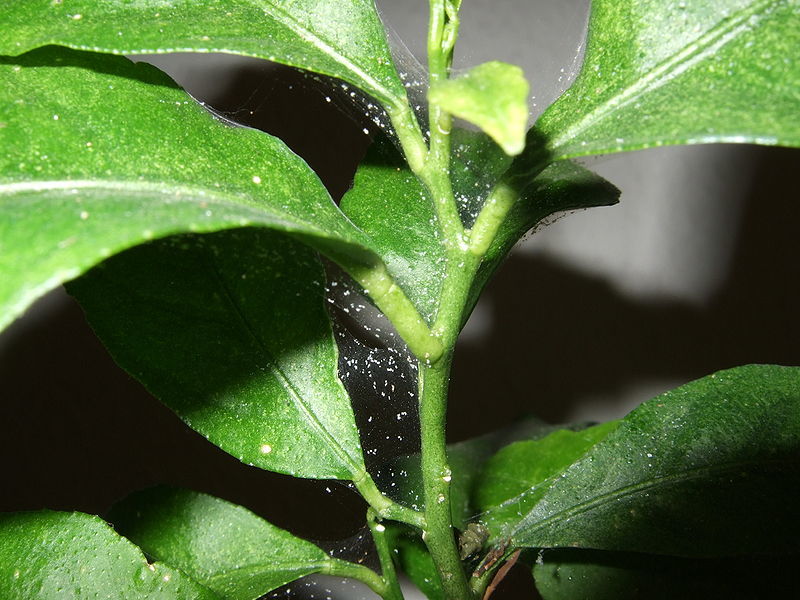 How to get rid of spider mites