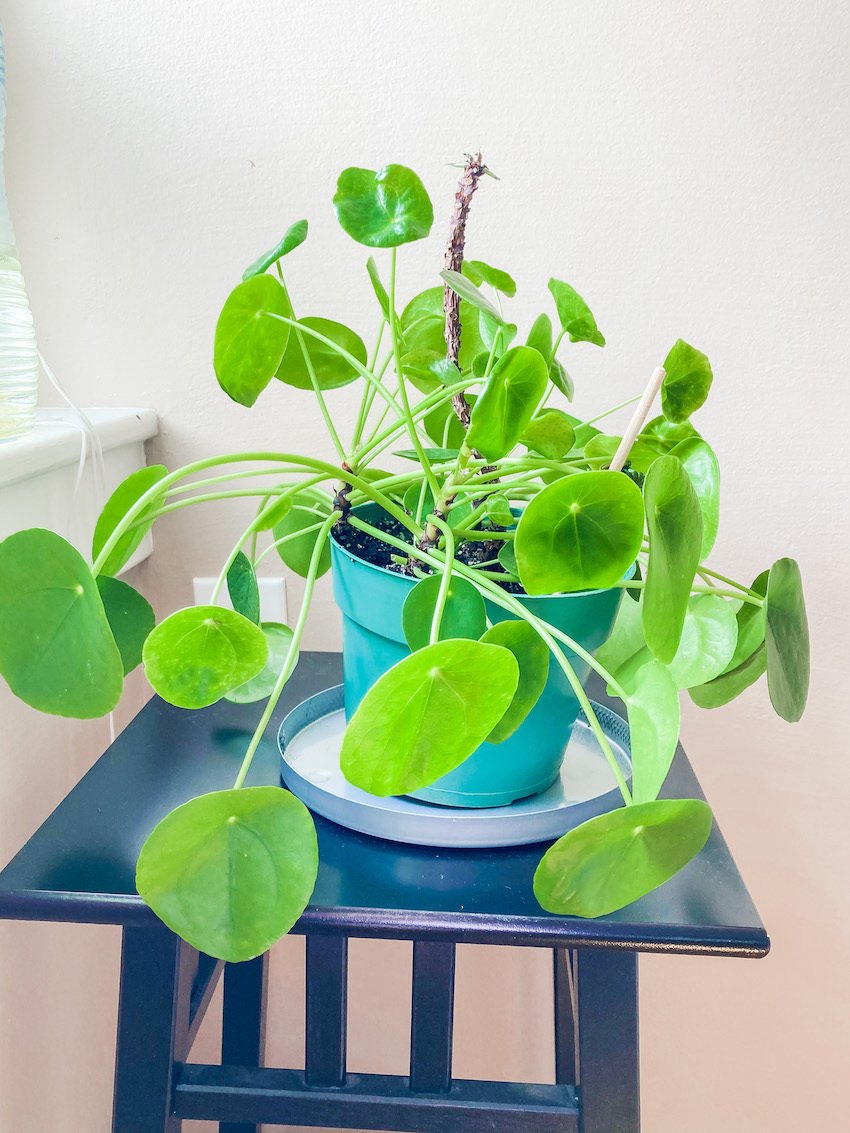 Pilea Peperomioides Friendship Plant