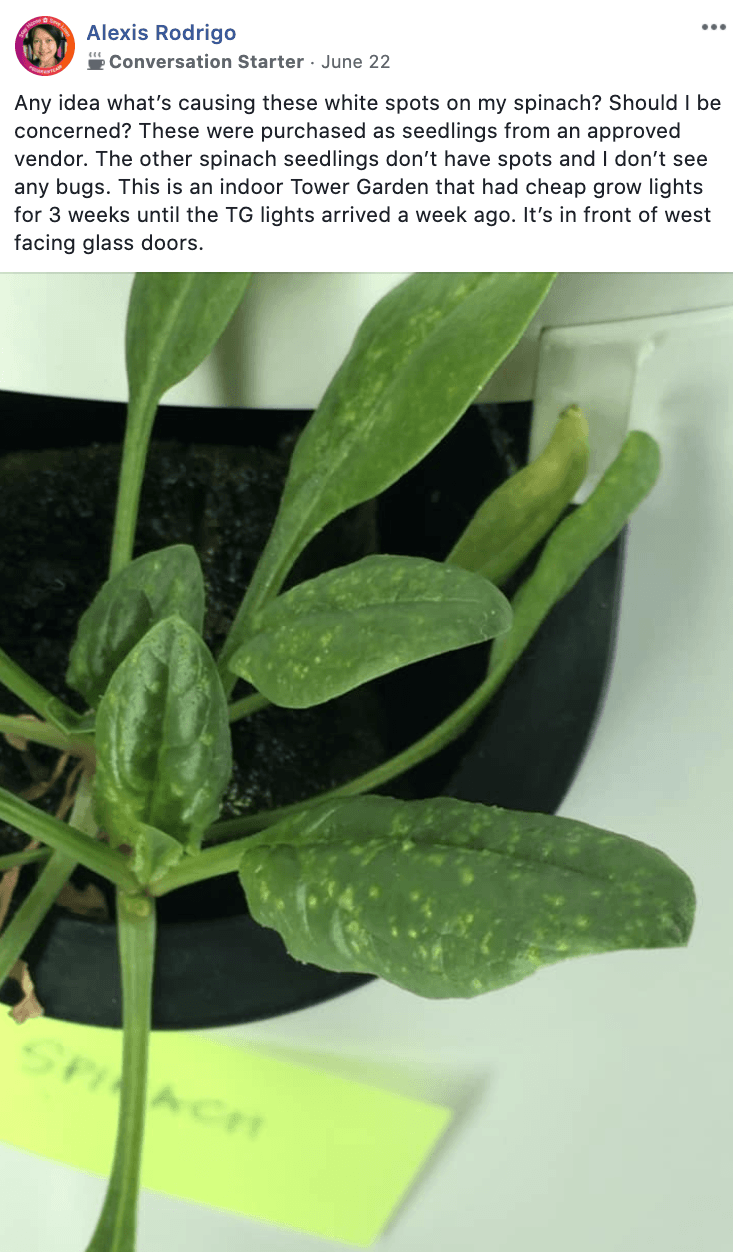 Tower Garden spider mites on spinach