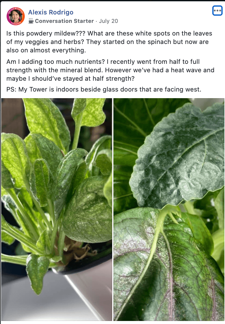 Tower Garden spider mites problem