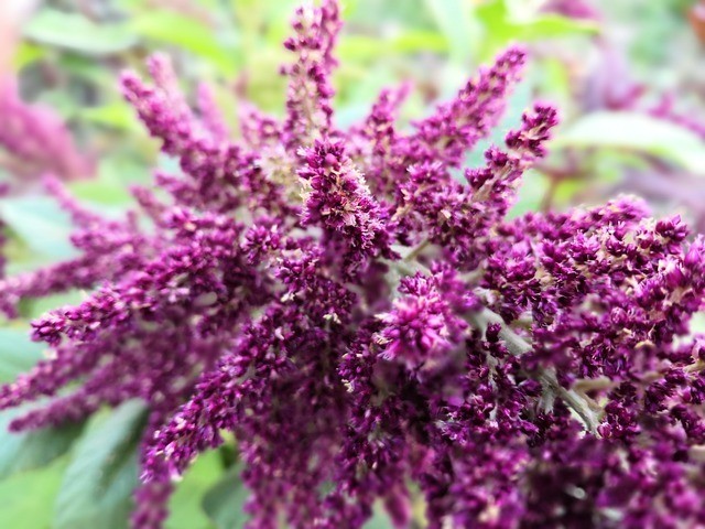 Amaranth heat-tolerant