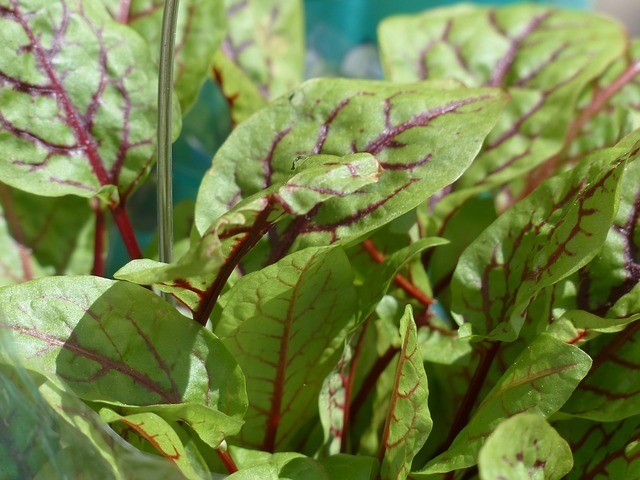 Grow sorrel in the Tower Garden