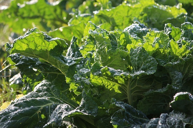 Collard greens Tower Garden