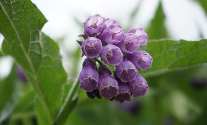 Comfrey flowers