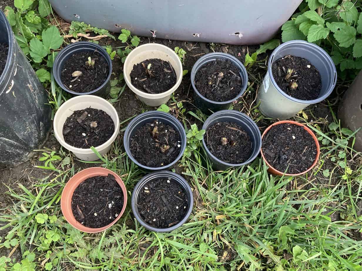 Propagate comfrey with root cuttings