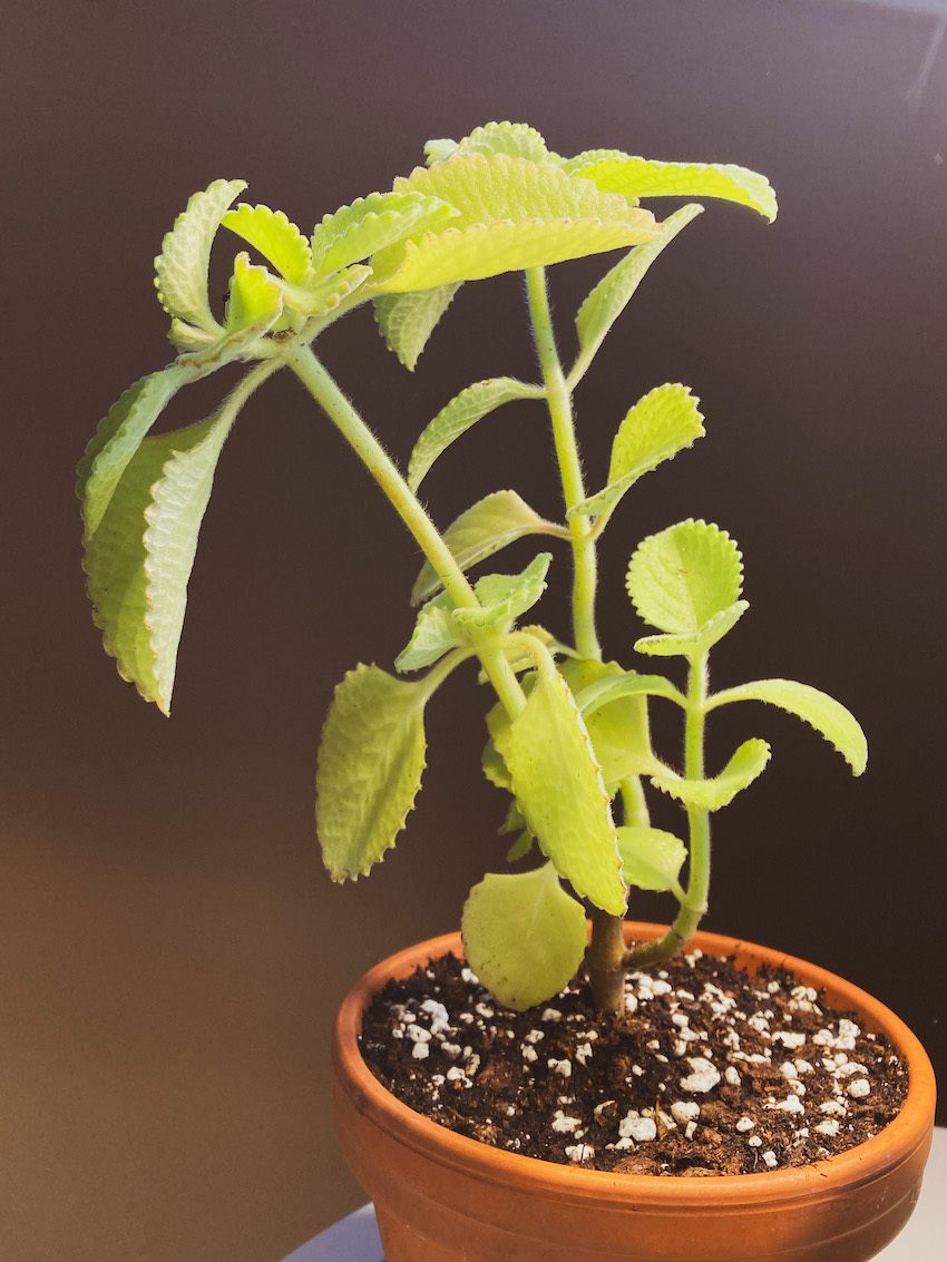 Cuban Oregano Tower Garden