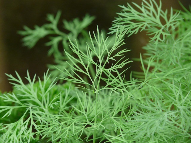 Plant dill in the Tower Garden