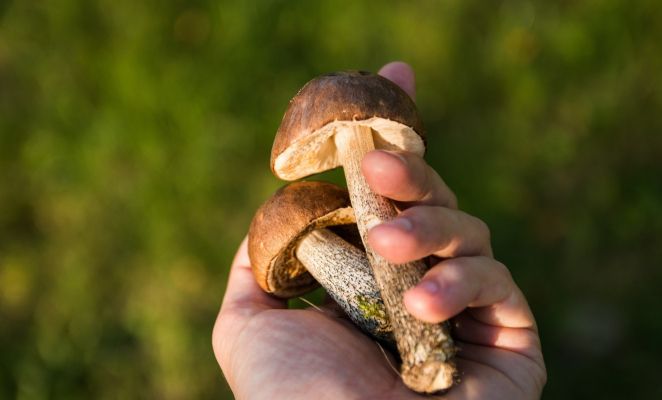 Foraging mushrooms