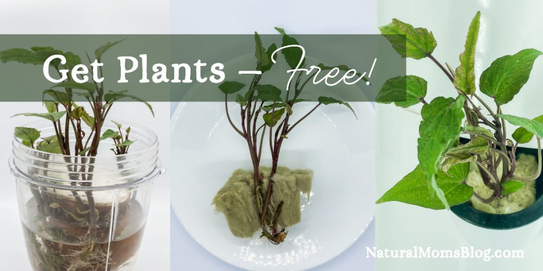 Get Free Plants