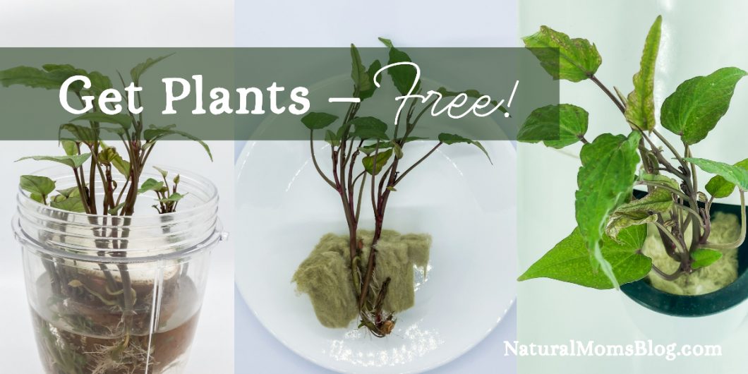 get-free-plants Get Free Plants