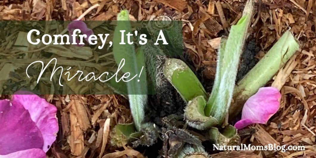 how-to-propagate-comfrey how to propagate comfrey