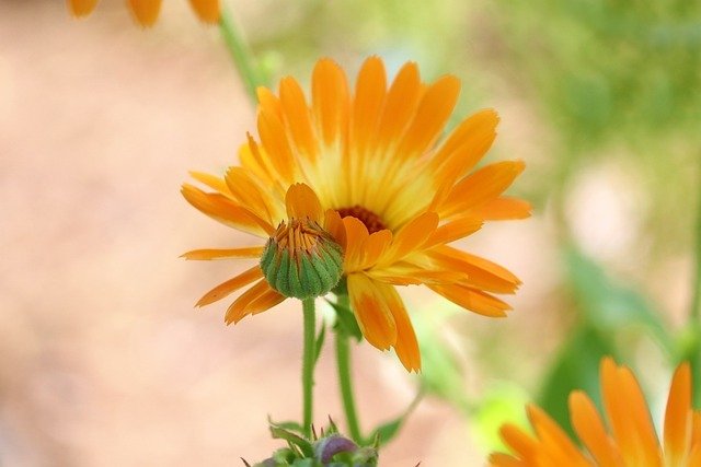 Grow marigold in the Tower Garden