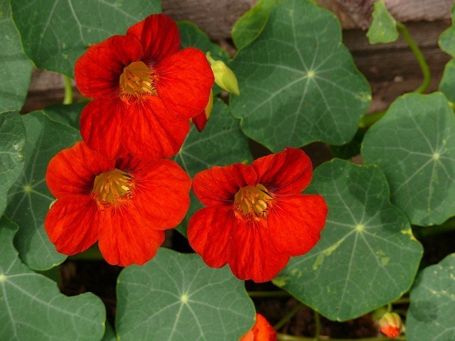 Grow nasturtium in the Tower Garden