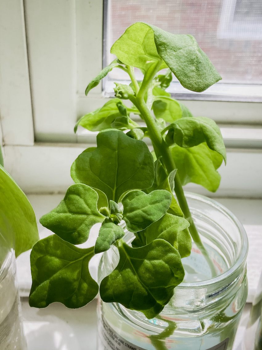 New Zealand spinach Tower Garden