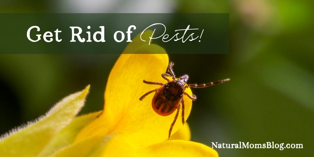 pests-tower-garden Get Rid of Pests on Your Tower Garden