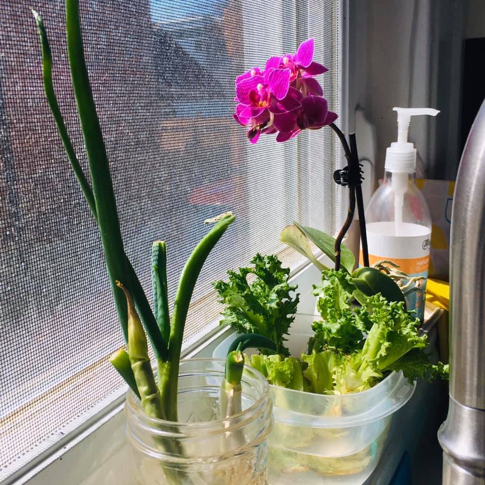 Regrow Kitchen Scraps