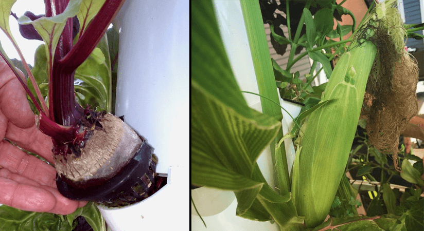 Root crops and corn in the Tower Garden