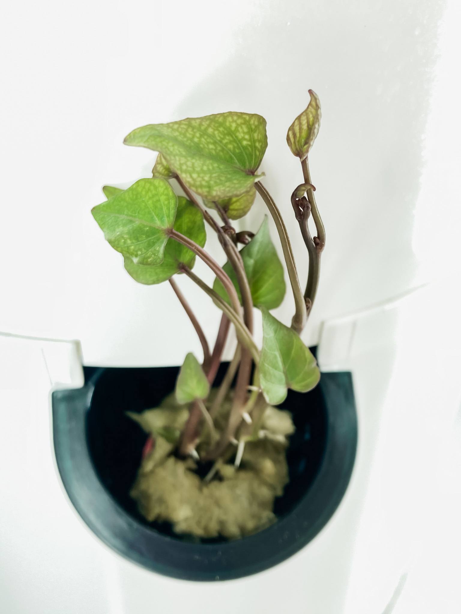 Tower Garden Sweet Potato