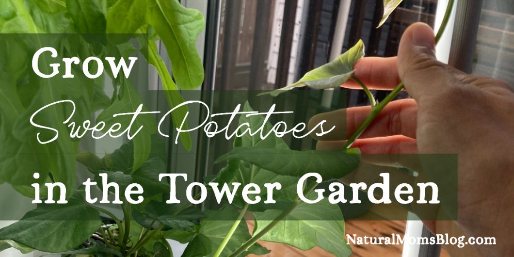 sweet-potatoes-tower-garden Grow sweet potatoes in the Tower Garden