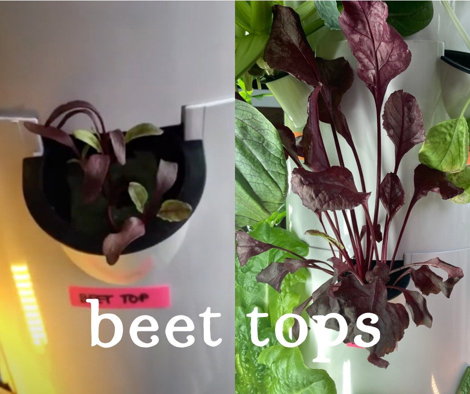 Tower Garden Beet Tops