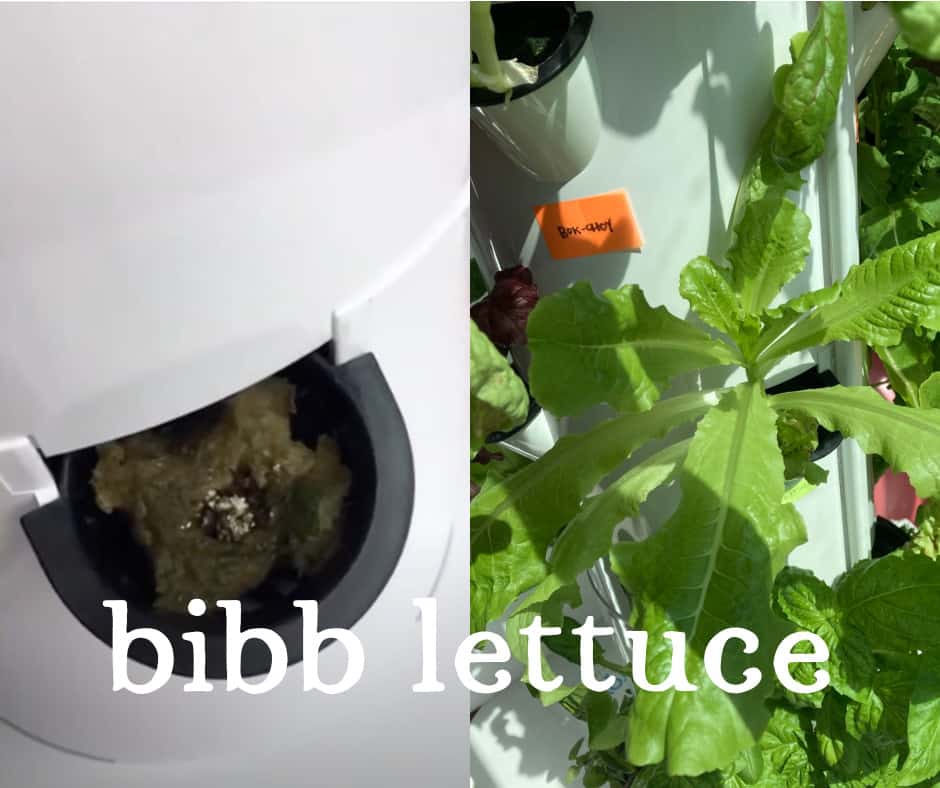 Tower Garden Bibb Lettuce