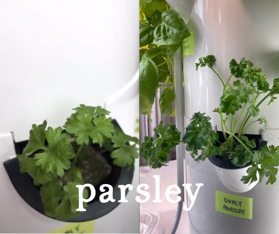 Tower Garden Parsley