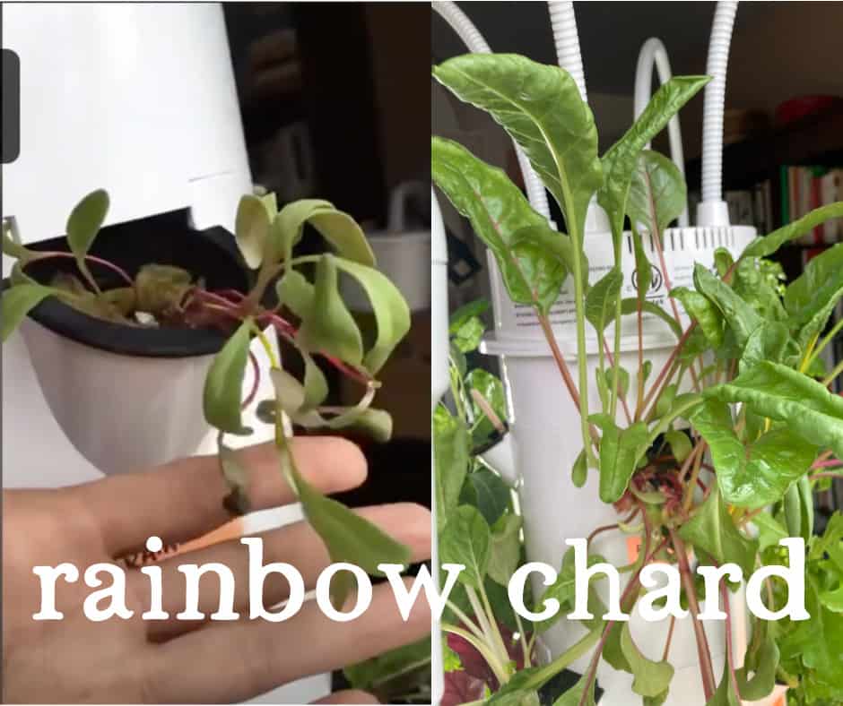 Tower Garden Rainbow Chard