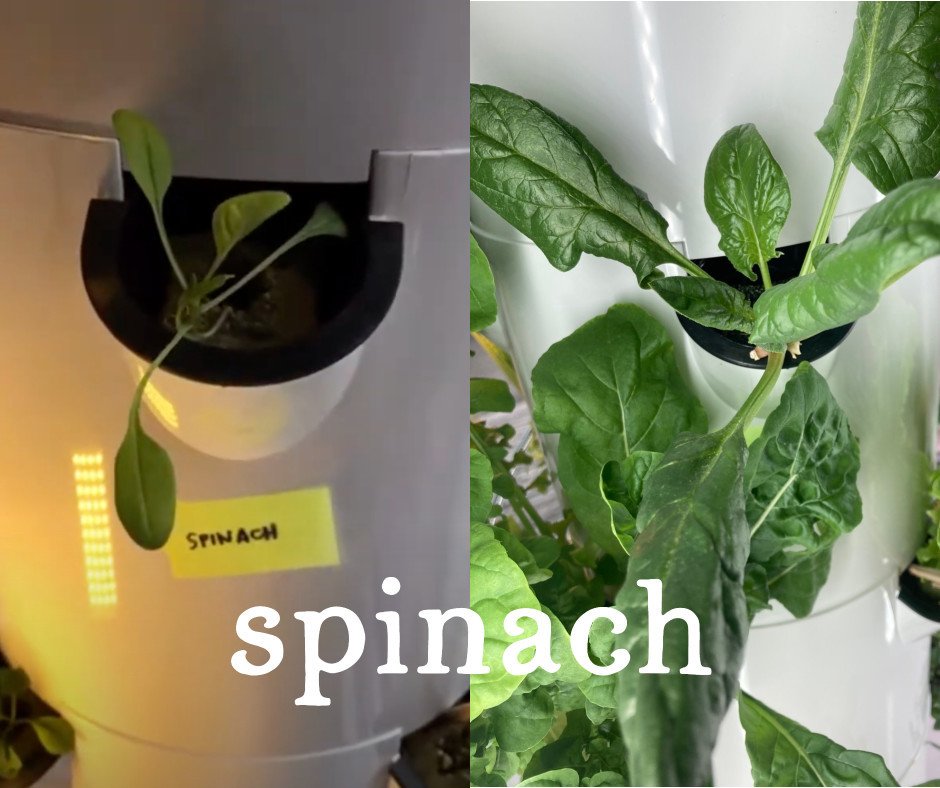 Tower Garden Spinach