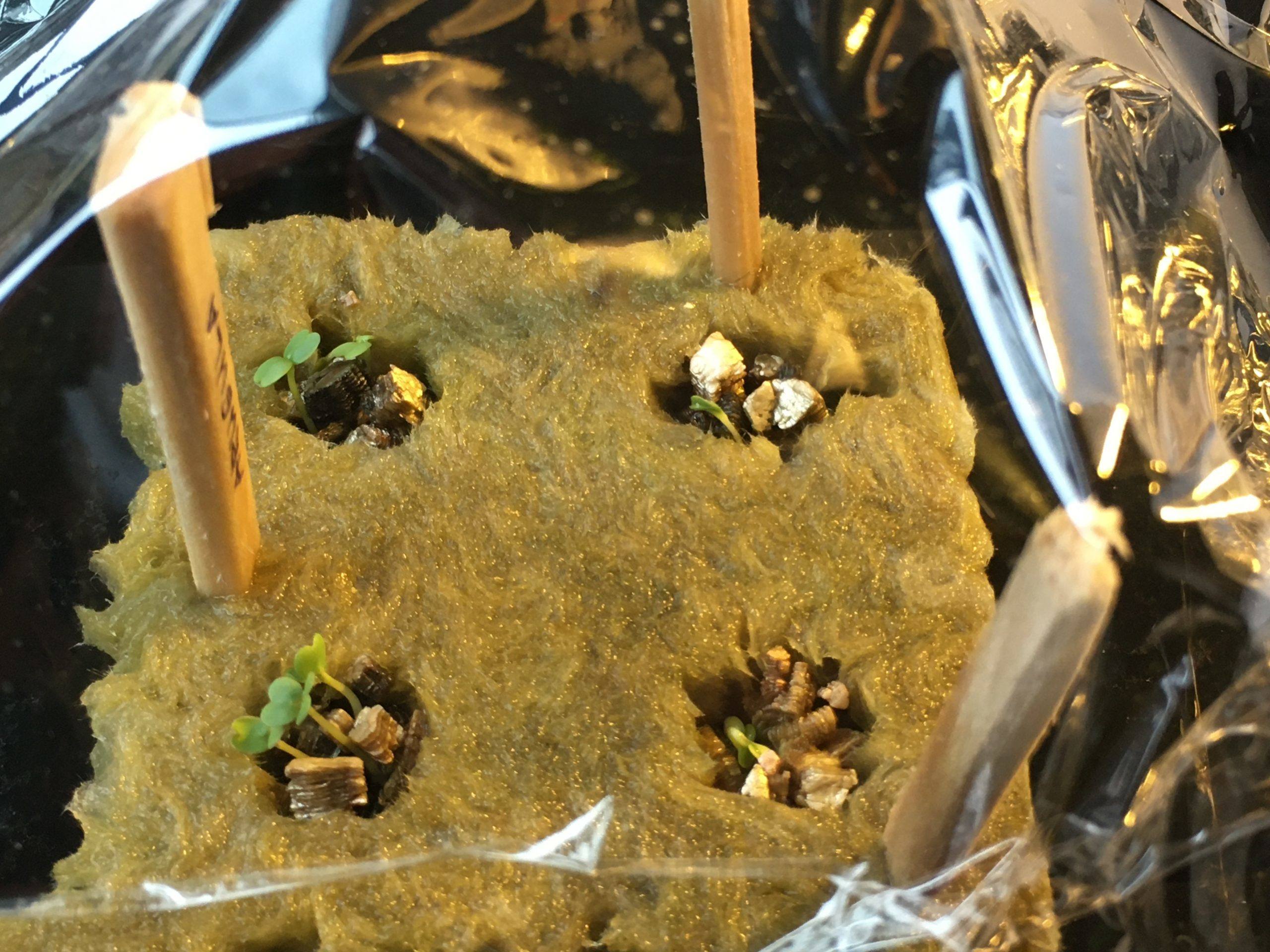 Tower Garden seed starter kit