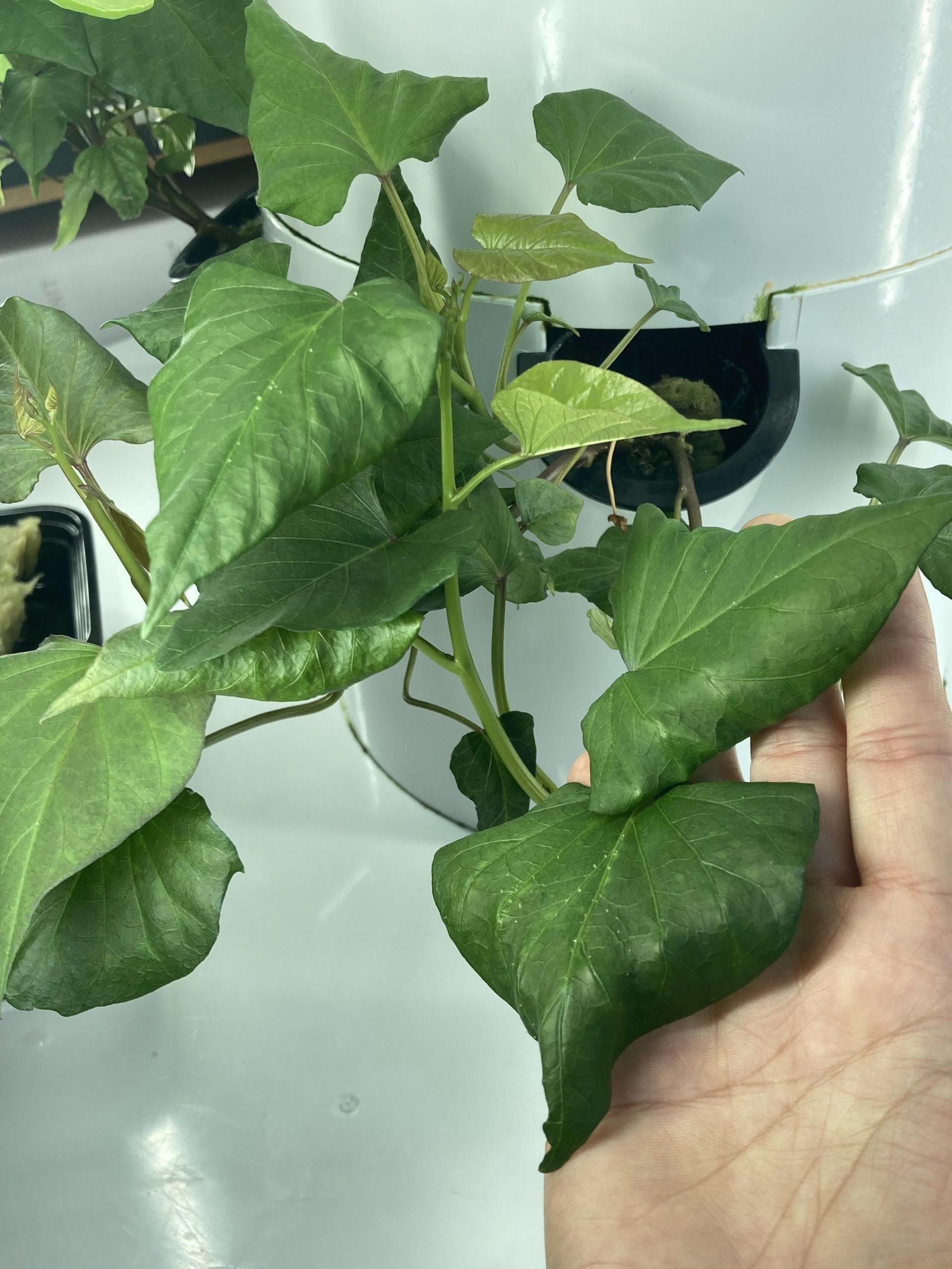 Grow sweet potatoes in the Tower Garden