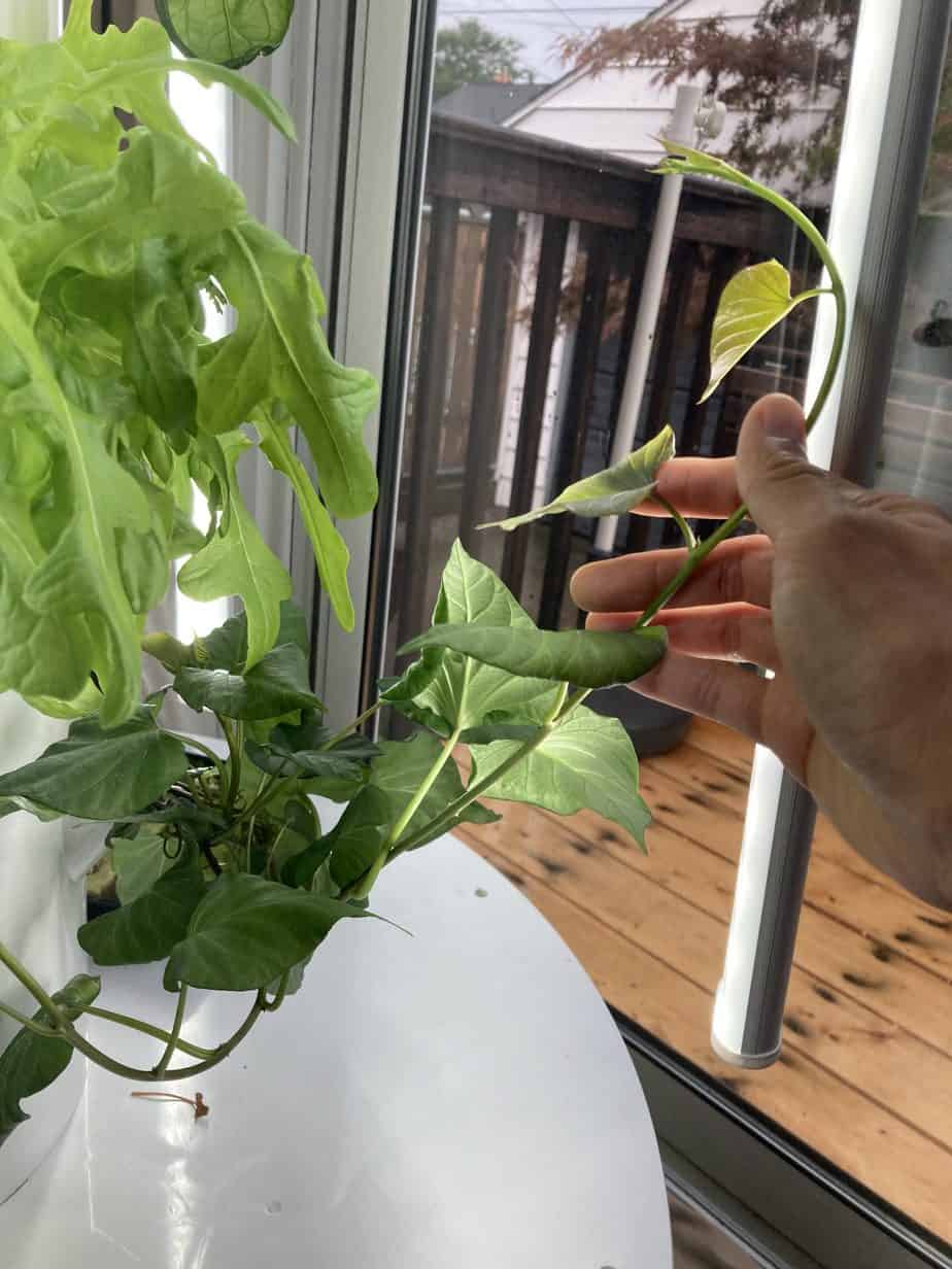 Sweet potato vines on Tower Garden