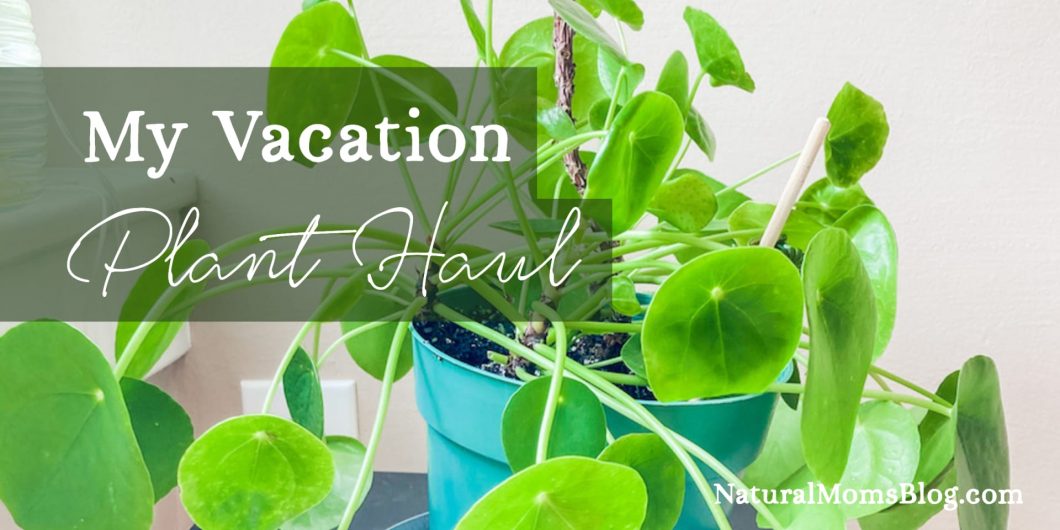 Vacation plant haul - free!