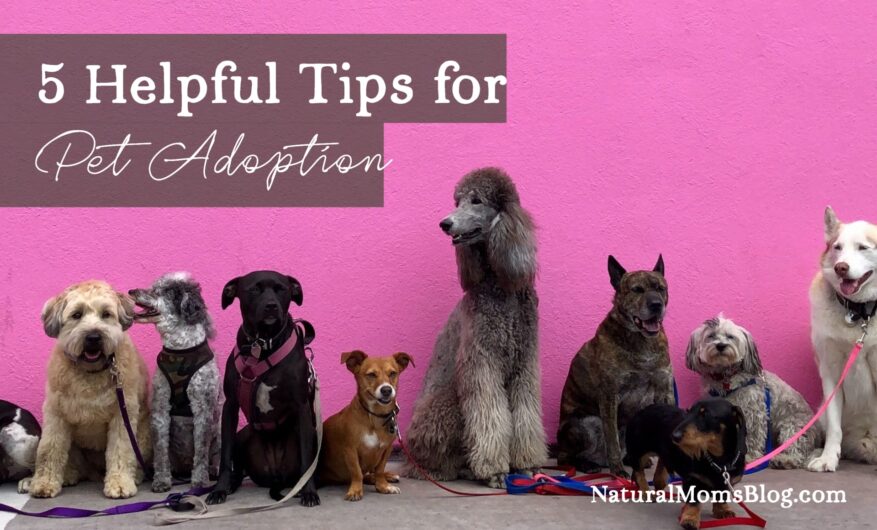 pet-adoption-tips